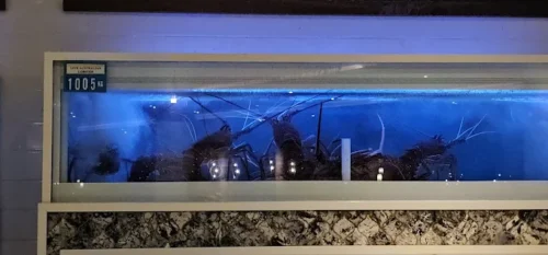 نقد و بررسی رستوران سی فود مارکت دبی Seafood Market Dubai Restaurant